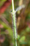 Hairy umbrella sedge